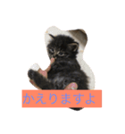 愛猫マロンスタンプ（個別スタンプ：2）