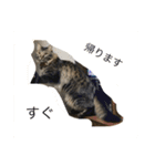 愛猫マロンスタンプ（個別スタンプ：6）