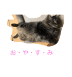 愛猫マロンスタンプ（個別スタンプ：8）