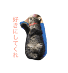 愛猫マロンスタンプ（個別スタンプ：11）