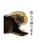 愛猫マロンスタンプ（個別スタンプ：12）