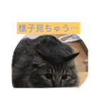愛猫マロンスタンプ（個別スタンプ：13）