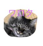 愛猫マロンスタンプ（個別スタンプ：16）