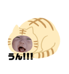 猫のくー（個別スタンプ：12）