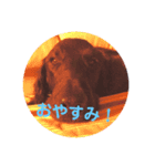 クロジー（個別スタンプ：1）