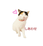 ちびねこサンダース（個別スタンプ：1）