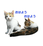ちびねこサンダース（個別スタンプ：2）