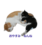 ちびねこサンダース（個別スタンプ：3）