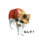 ちびねこサンダース（個別スタンプ：4）