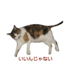 ちびねこサンダース（個別スタンプ：5）