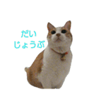 ちびねこサンダース（個別スタンプ：6）