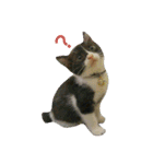 ちびねこサンダース（個別スタンプ：7）
