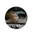 ちびねこサンダース（個別スタンプ：9）