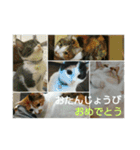 ちびねこサンダース（個別スタンプ：11）