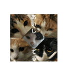 ちびねこサンダース（個別スタンプ：13）