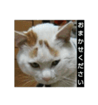 ちびねこサンダース（個別スタンプ：14）