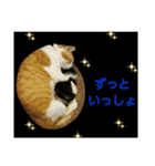 ちびねこサンダース（個別スタンプ：17）
