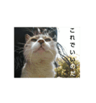 ちびねこサンダース（個別スタンプ：18）
