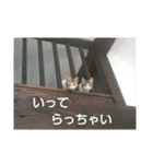 ちびねこサンダース（個別スタンプ：19）