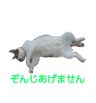 ちびねこサンダース（個別スタンプ：20）