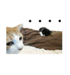 ちびねこサンダース（個別スタンプ：21）
