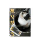 ちびねこサンダース（個別スタンプ：23）