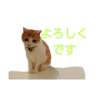 ちびねこサンダース（個別スタンプ：24）