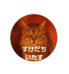 ちびねこサンダース（個別スタンプ：29）