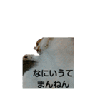 ちびねこサンダース（個別スタンプ：30）