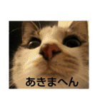 ちびねこサンダース（個別スタンプ：31）