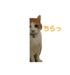 ちびねこサンダース（個別スタンプ：32）