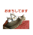 ちびねこサンダース（個別スタンプ：34）