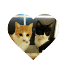 ちびねこサンダース（個別スタンプ：37）
