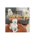 あおいちゃんためだけスタンプ第3弾（個別スタンプ：20）