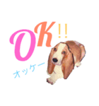 ♡わんこ♡(バセットハウンド)（個別スタンプ：3）