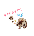 ♡わんこ♡(バセットハウンド)（個別スタンプ：5）
