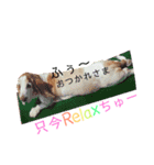♡わんこ♡(バセットハウンド)（個別スタンプ：9）