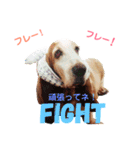 ♡わんこ♡(バセットハウンド)（個別スタンプ：10）