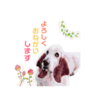 ♡わんこ♡(バセットハウンド)（個別スタンプ：11）