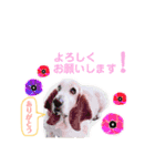 ♡わんこ♡(バセットハウンド)（個別スタンプ：13）
