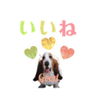 ♡わんこ♡(バセットハウンド)（個別スタンプ：15）