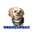 ペキニーズ×プードル ふーた（個別スタンプ：10）