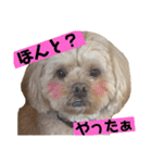 ペキニーズ×プードル ふーた（個別スタンプ：22）