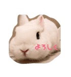 うさぎのうさこさん（個別スタンプ：1）
