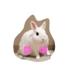 うさぎのうさこさん（個別スタンプ：2）