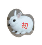 うさぎのうさこさん（個別スタンプ：3）