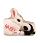 うさぎのうさこさん（個別スタンプ：5）