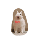 うさぎのうさこさん（個別スタンプ：6）