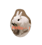 うさぎのうさこさん（個別スタンプ：11）