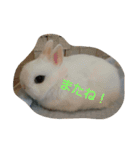 うさぎのうさこさん（個別スタンプ：12）